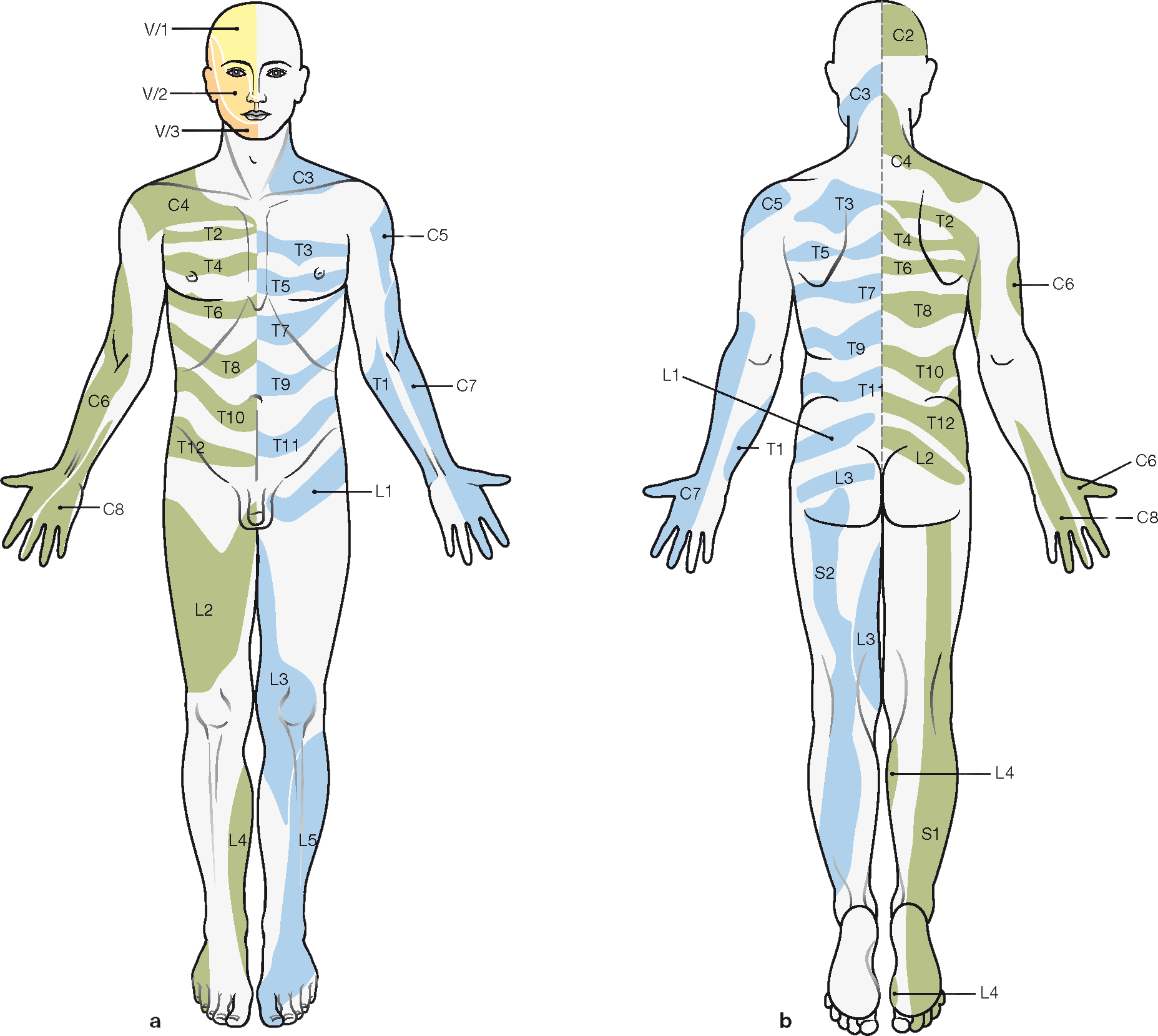 Mapa de dermatomas en vista anterior y posterior