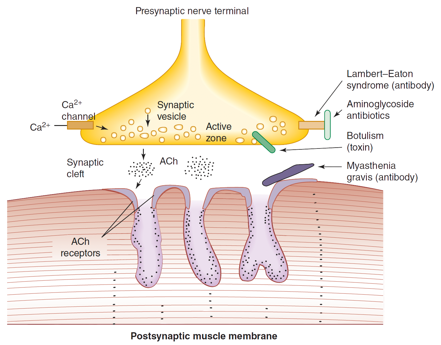 Unión neuromuscular con los sitios de acción de los anticuerpos de Lambert-Eaton, los aminoglucósidos, la toxina botulínica y los anticuerpos de la miastenia