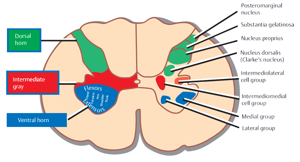 Corte de médula: asta dorsal en verde, sustancia gris intermedia en rojo y asta ventral en azul, con grupos de flexores y extensores